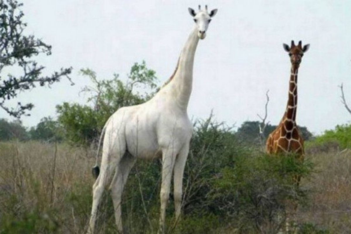 Caçadores matam única girafa branca do Quênia