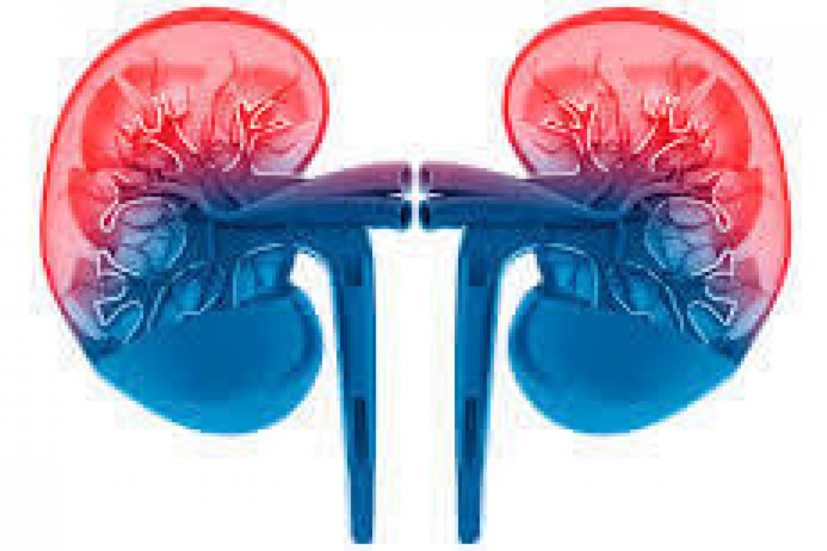 Dia Mundial do Rim enfatiza a prevenção e o tratamento precoce das doenças renais
