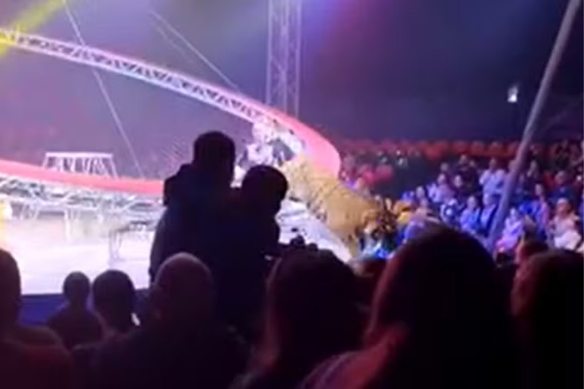 Vídeo: Grade de circo desaba e tigre pula em direção a plateia na Rússia 