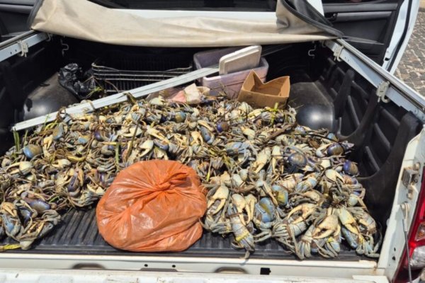 [Operação da PM apreende mais de 1,5 mil crustáceos em cidades da Bahia]