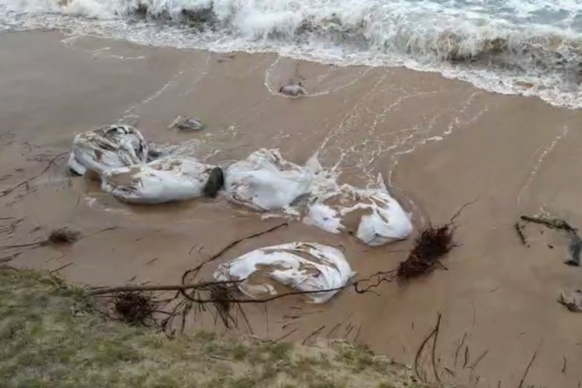 Óleo retirado de praia em Camaçari é arrastado pela maré de volta ao mar