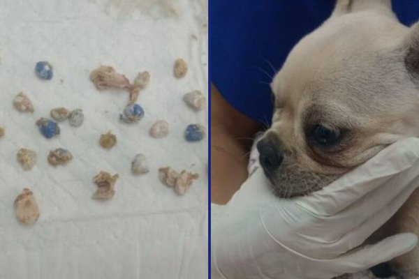 [Cadela é internada após ingerir 55 pedrinhas de crack pertencentes aos tutores]