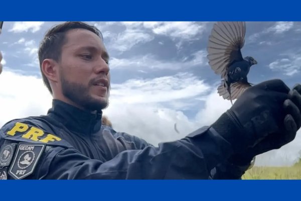 [Quase 20 mil animais foram apreendidos em rodovias baianas nos últimos dois anos, aponta PRF]