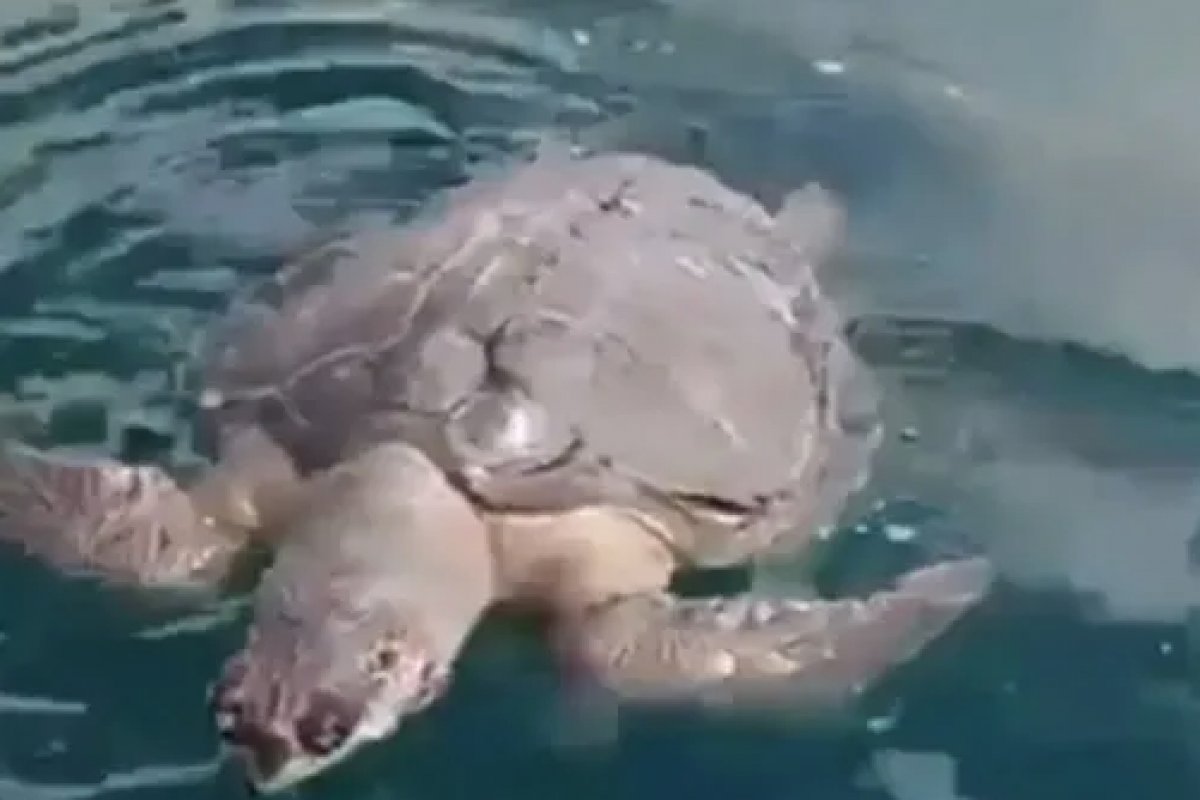 Tartaruga marinha é encontrada morta por pescadores em praia de São Tomé de Paripe, em Salvador