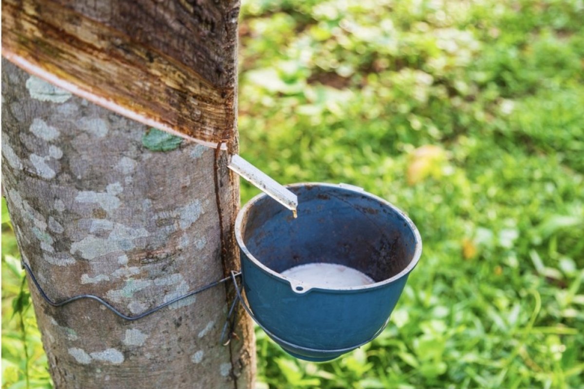 Cadeia da borracha na Amazônia movimenta R$ 3,1 milhões e fortalece renda de 636 famílias!