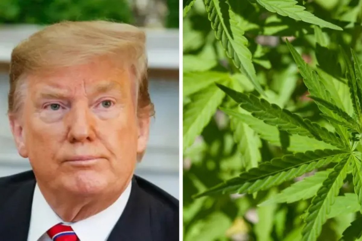 Trump manda agências se prepararem para reclassificar maconha, diz site