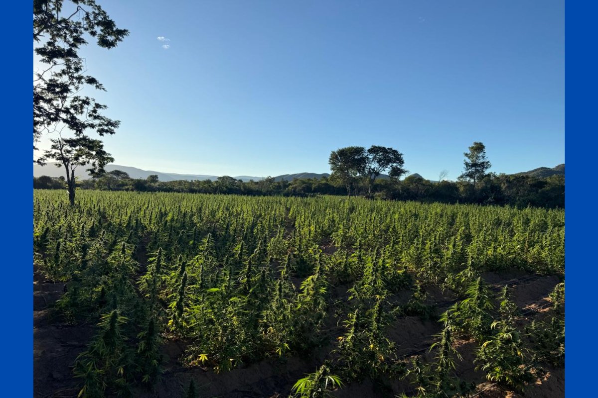 Forças de Segurança Pública incineraram 1 milhão de pés de maconha em 2026