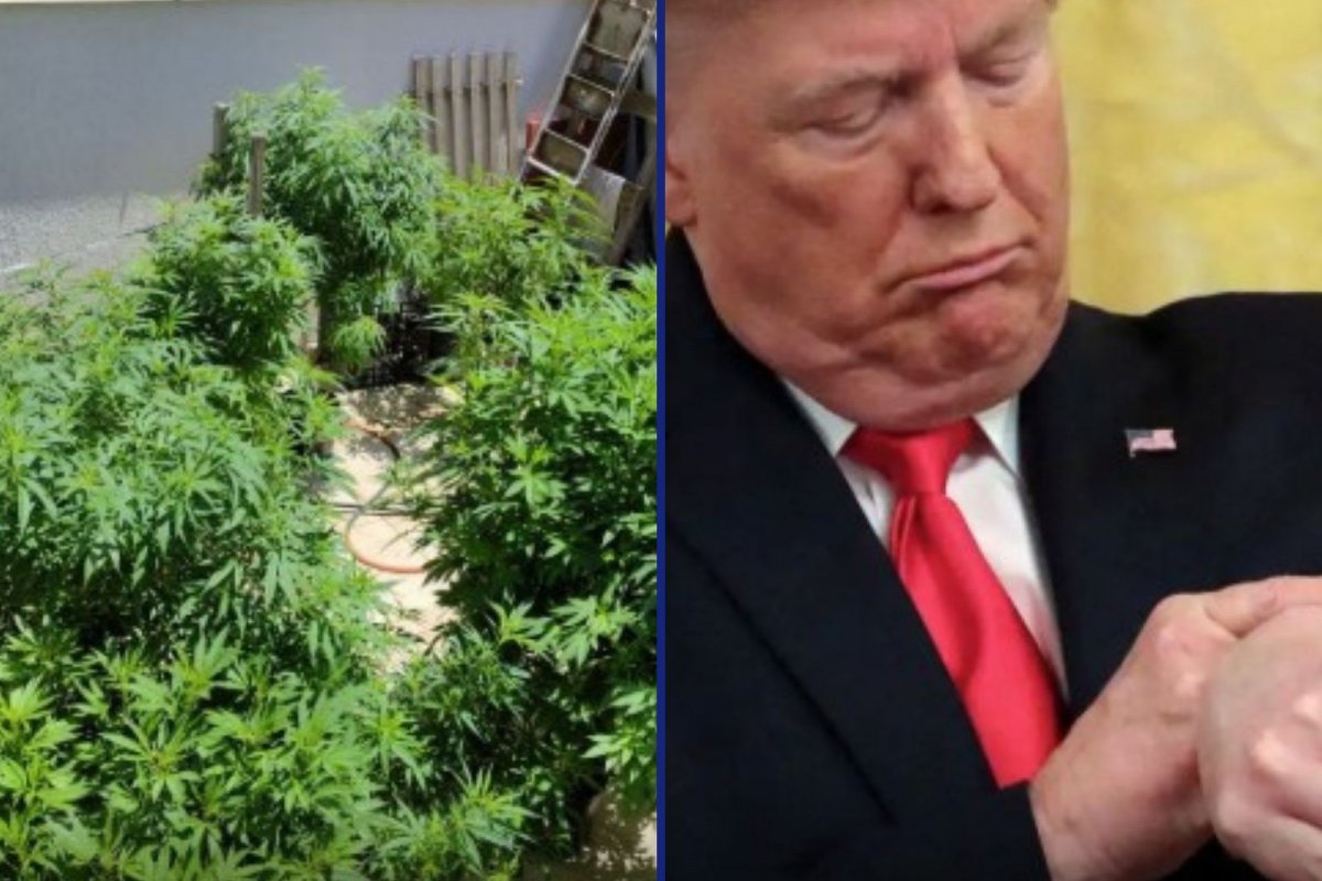 Trump reclassifica maconha como substância menos perigosa e equipara planta a anabolizante