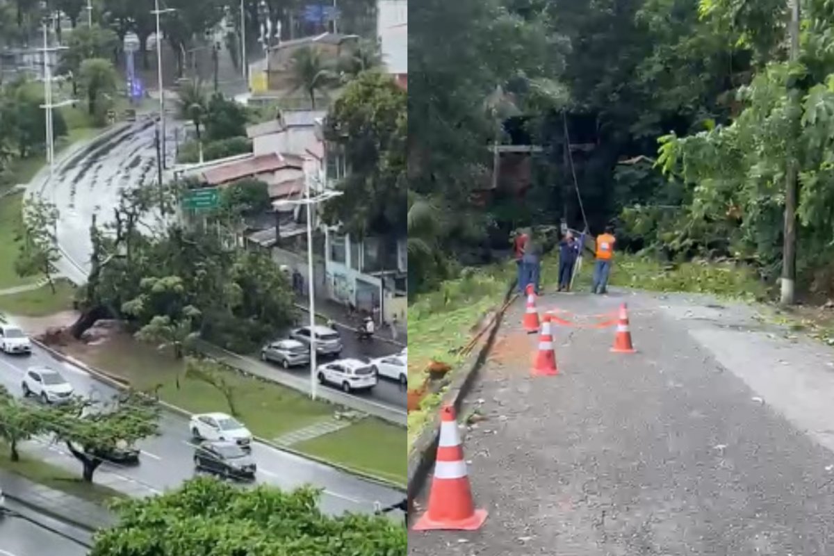 Salvador registra 19 ocorrências, nas últimas 24 horas, ligadas à queda de árvores e galhos, com transtornos no trânsito e na rede elétrica