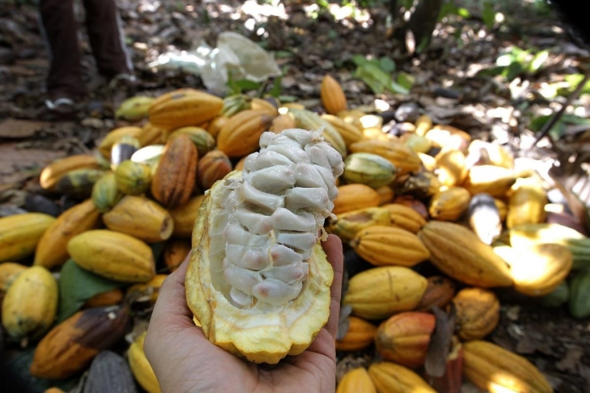 Em fevereiro, IBGE prevê alta de 6,1% na safra de grãos de 2020 na Bahia