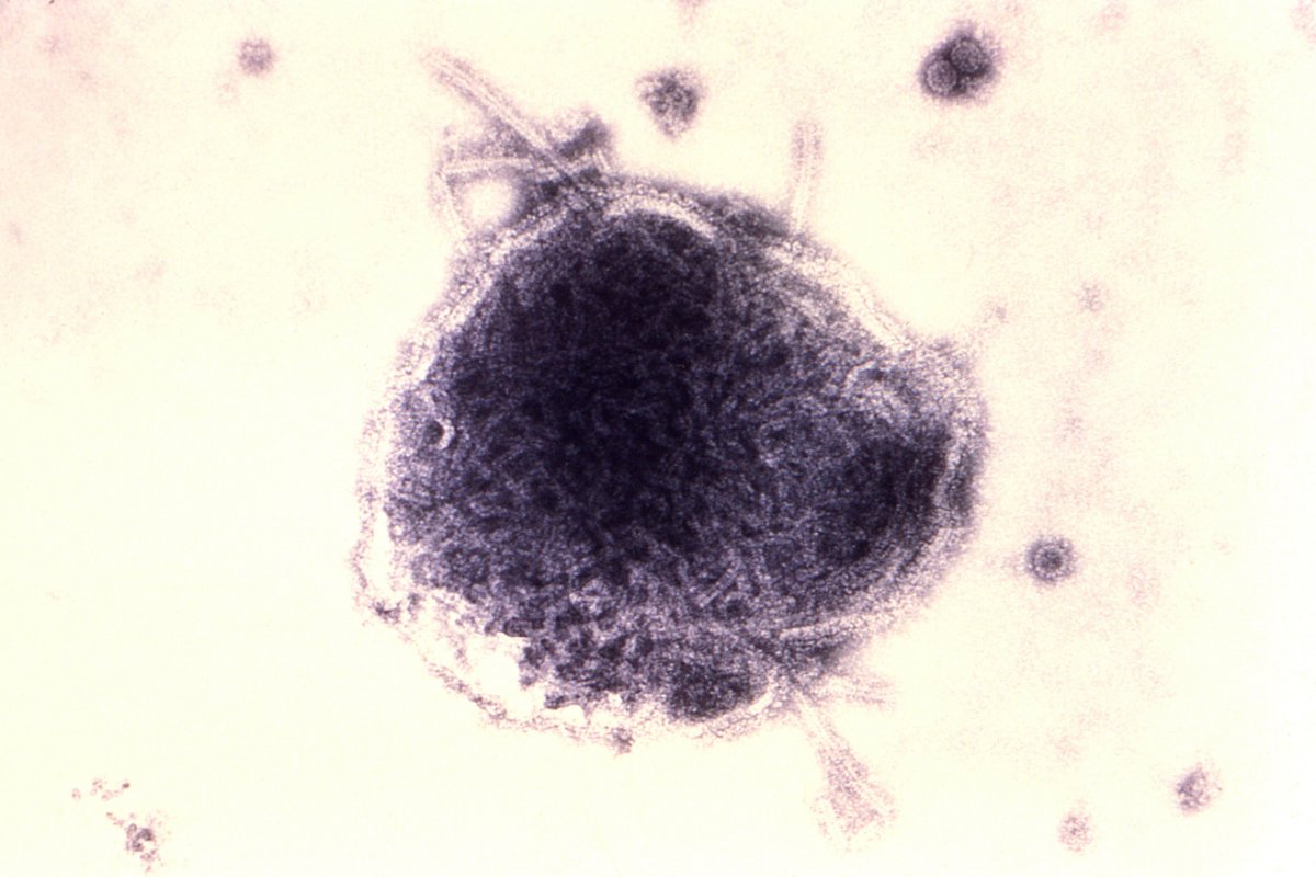 Alta de casos de sarampo faz Opas convocar países para reforçar vacinação