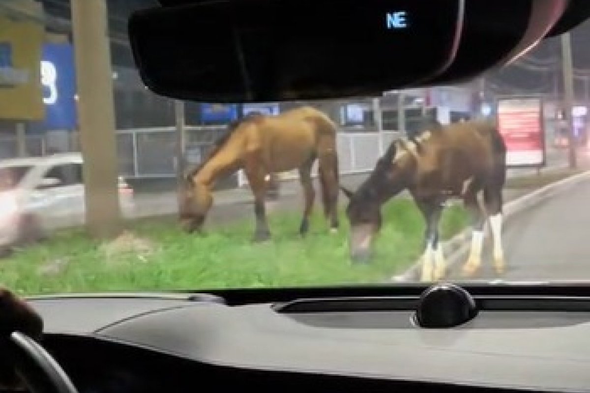 Vídeo: Cavalos soltos em via de Lauro de Freitas chamam atenção para possíveis riscos aos motoristas