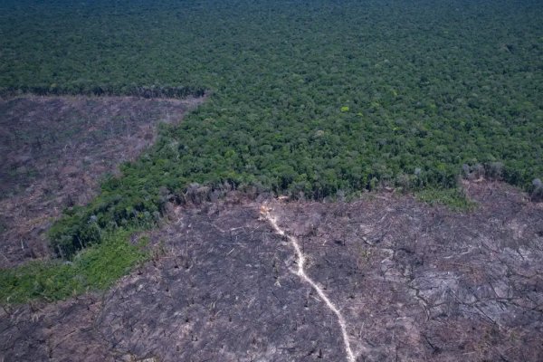 [Amazônia registra desmatamento de 17% no primeiro trimestre de 2026]