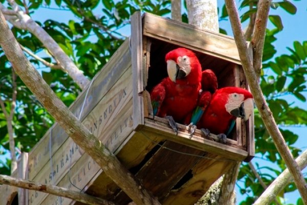 [Araras-vermelhas-grandes voltam a nascer na Mata Atlântica]