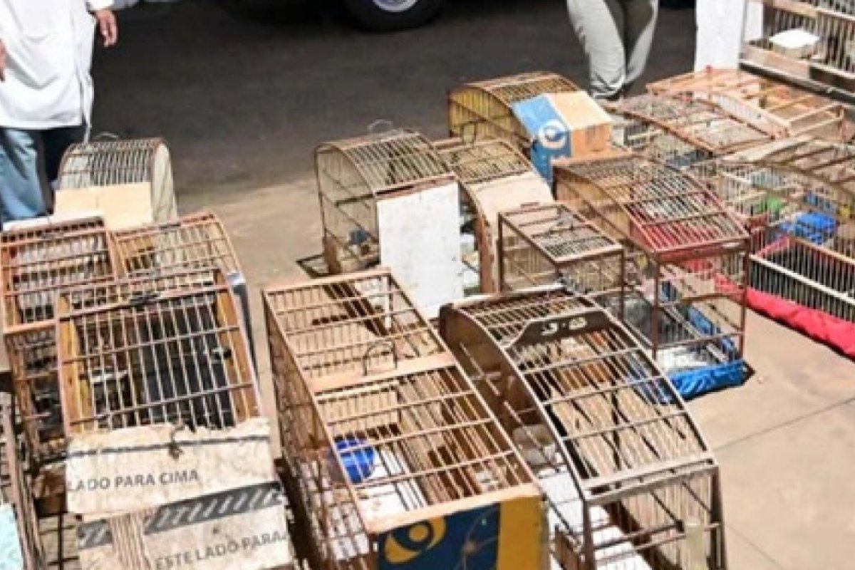 Mais de 40 aves silvestres são resgatadas em Vitória da Conquista