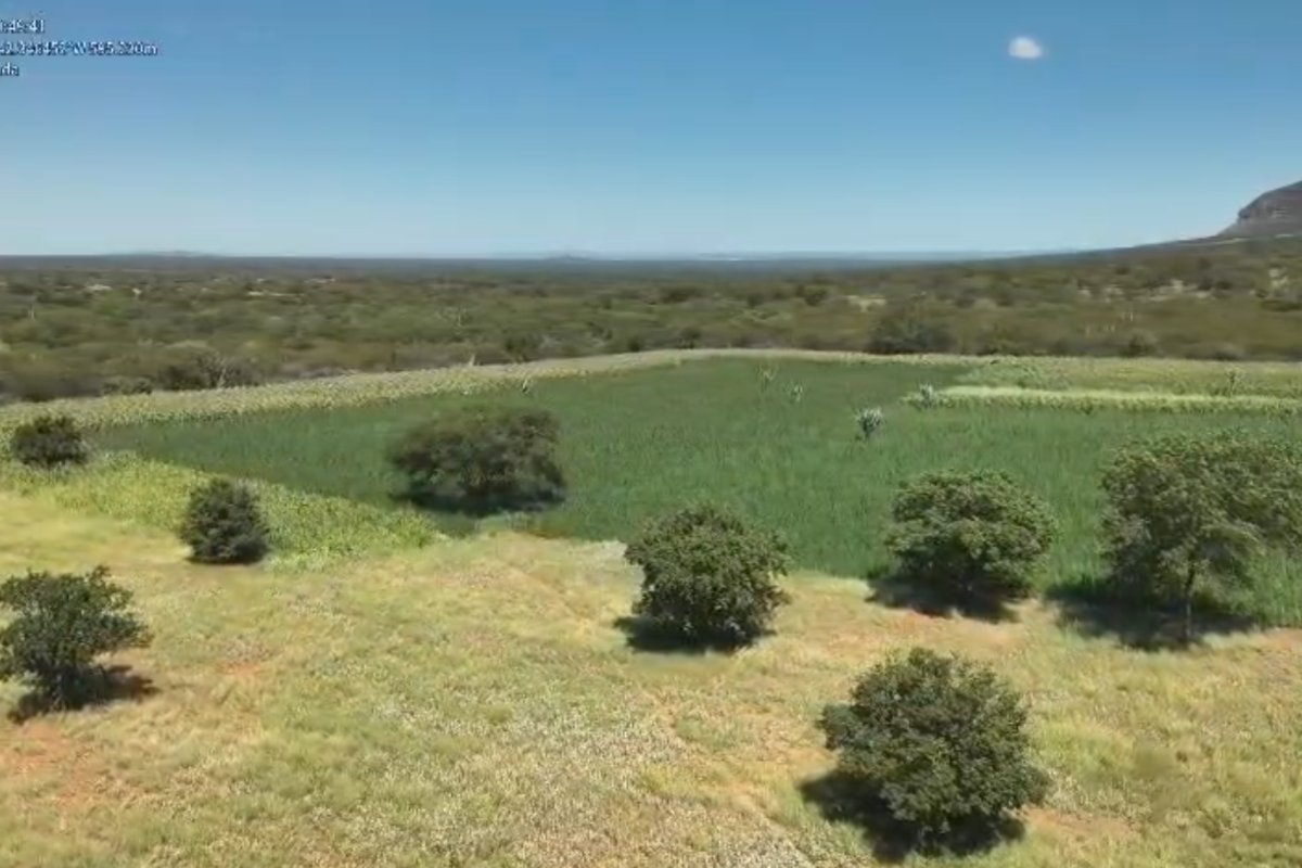 Pés de maconha são erradicados pela Polícia Civil causando um prejuízo de quase R$50 milhões