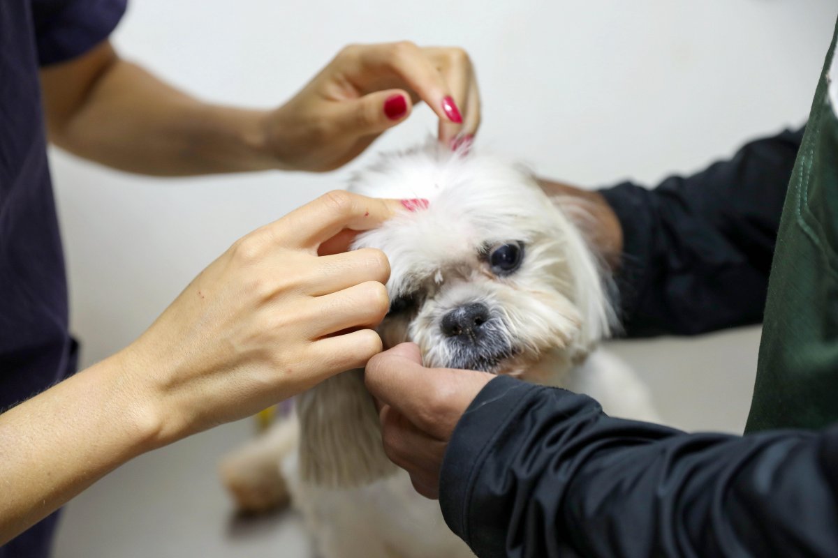 Prefeitura de Salvador oferece castração gratuita em cães e gatos por meio de clínicas conveniadas