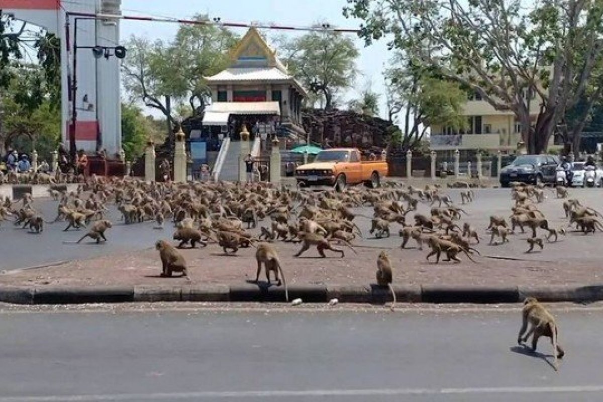 Macacos brigam por comida após surto do coronavírus