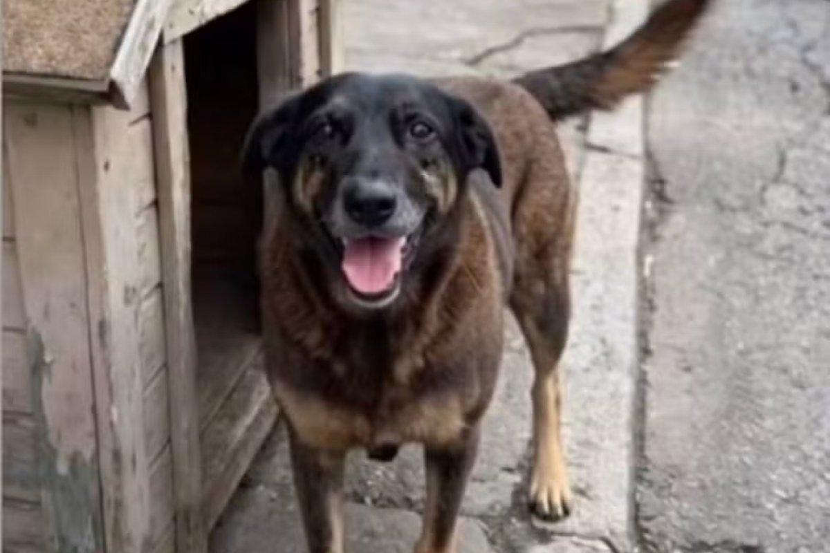 Morte do Cão Orelha: Justiça arquiva caso após solicitação do Ministério Público