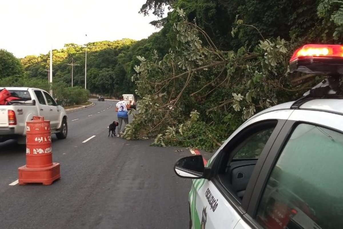 Árvore cai e deixa parte da Av. Luís Eduardo Magalhães interditada