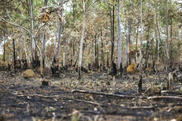 [Desmatamento fica menor que 1 milhão de hectares pela primeira vez desde 2019, afirma MapBiomas ]