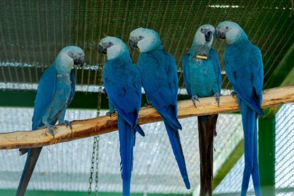 [69 ararinhas-azuis são resgatadas de criadouro na Bahia por operação da PF]