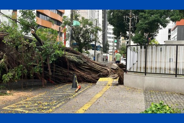 [Árvore cai e deixa moradores da Graça sem energia neste domingo (31)]