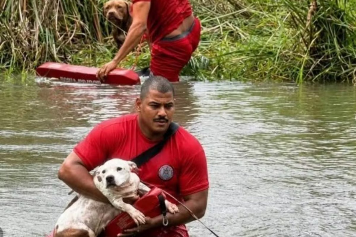 Cães ficam ilhados por 24 horas e são resgatados por bombeiros na Bahia