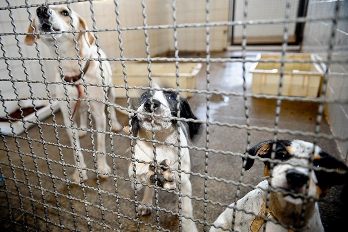 Condenados por maus-tratos a animais podem ser proibidos de assumir cargos públicos na Bahia