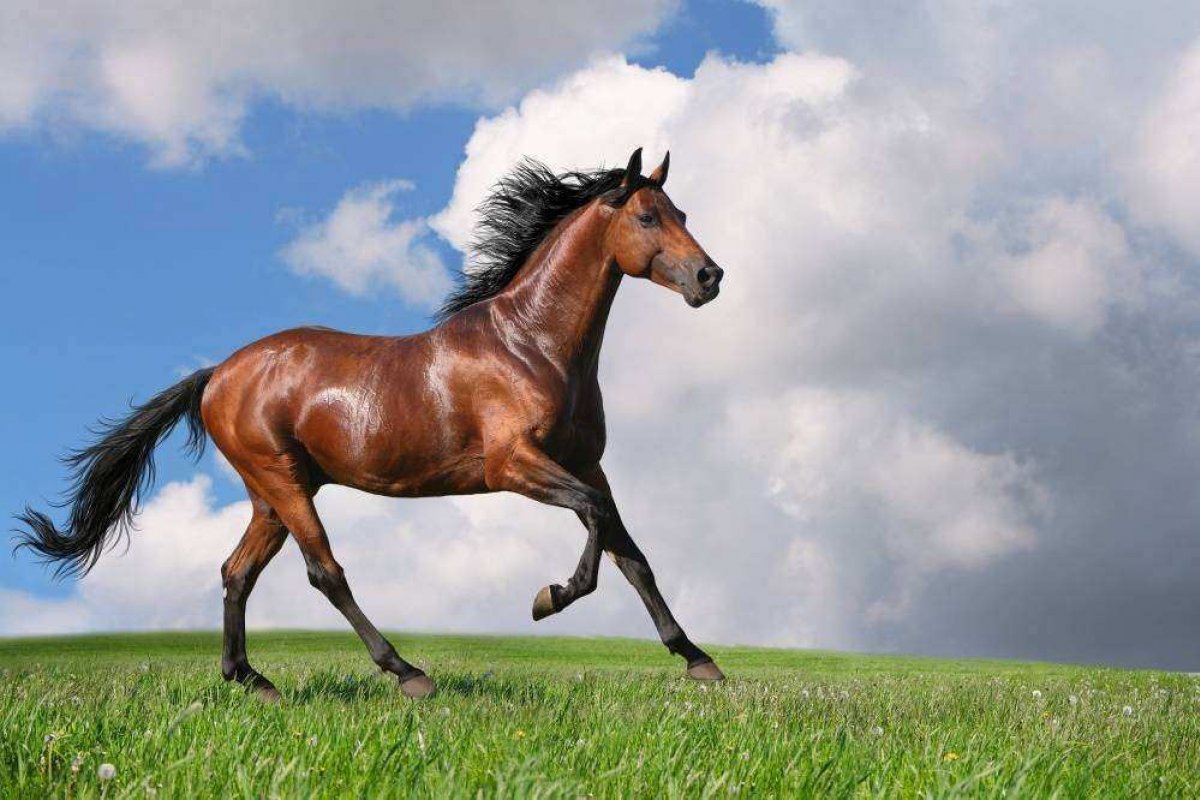 Cavalos respondem ao que sentimos? Estudos buscam entender essa relação! 