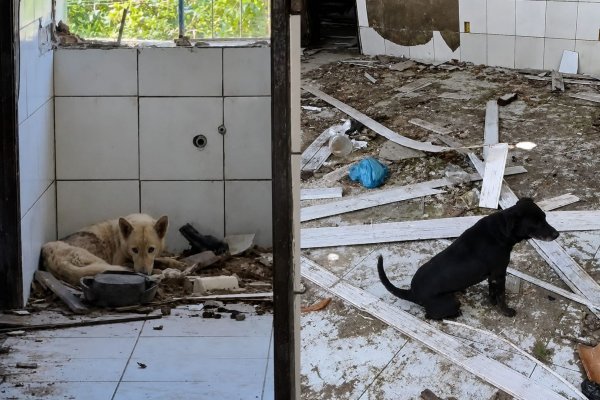 [Adolescente é apreendido no interior da Bahia por manter dois cães em condições insalubres]