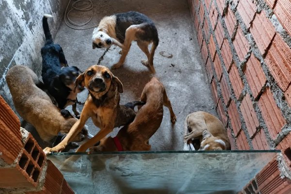 [Homem é preso suspeito de realizar eutanásia em cães e manter animais em condições insalubres na Bahia]