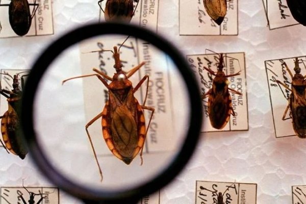 [Circulação silenciosa da doença de Chagas é identificada em bairros socialmente vulneráveis de Salvador ]