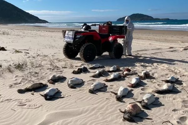 [Santa Catarina registra maior mortandade de pinguins em 11 anos]
