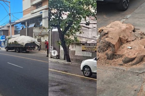 [Vídeo: Denúncia aponta corte de árvores em Stella Maris e questiona autorização da Prefeitura de Salvador]
