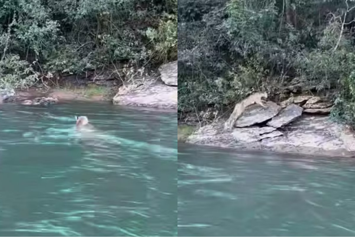 Vídeo: onça-parda é flagrada por pescador ao tomar banho em rio no Goiás