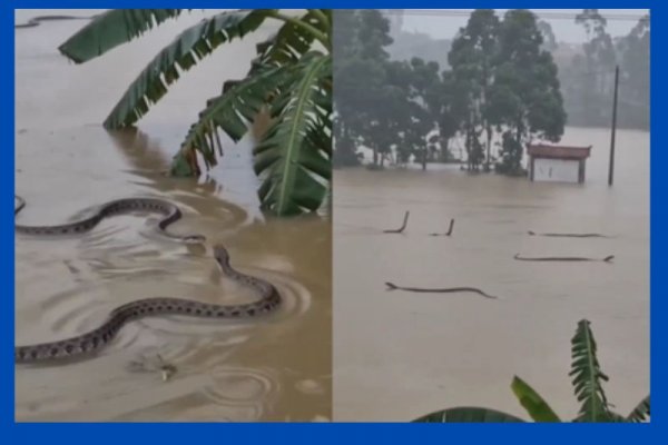 [Vídeo: mais de 900 cobras escapam de criadouro após enchentes no sul da China]