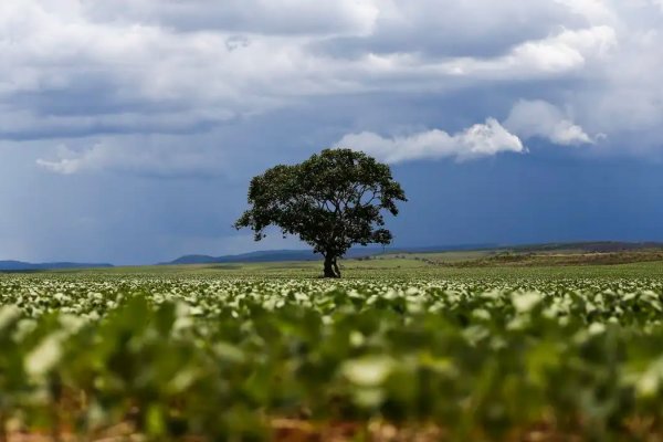 [Crédito rural financiou R$ 92,4 bi em áreas com alertas ambientais]