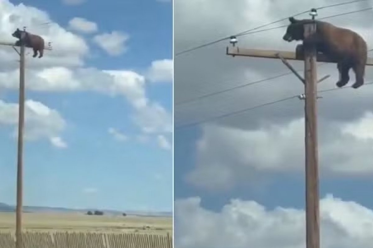 Vídeo: Urso morre eletrocutado após subir em poste nos EUA