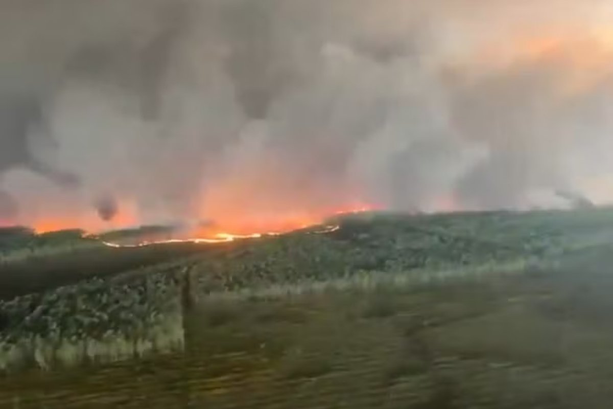 Vídeo: Incêndio de grandes proporções atinge área florestal na França