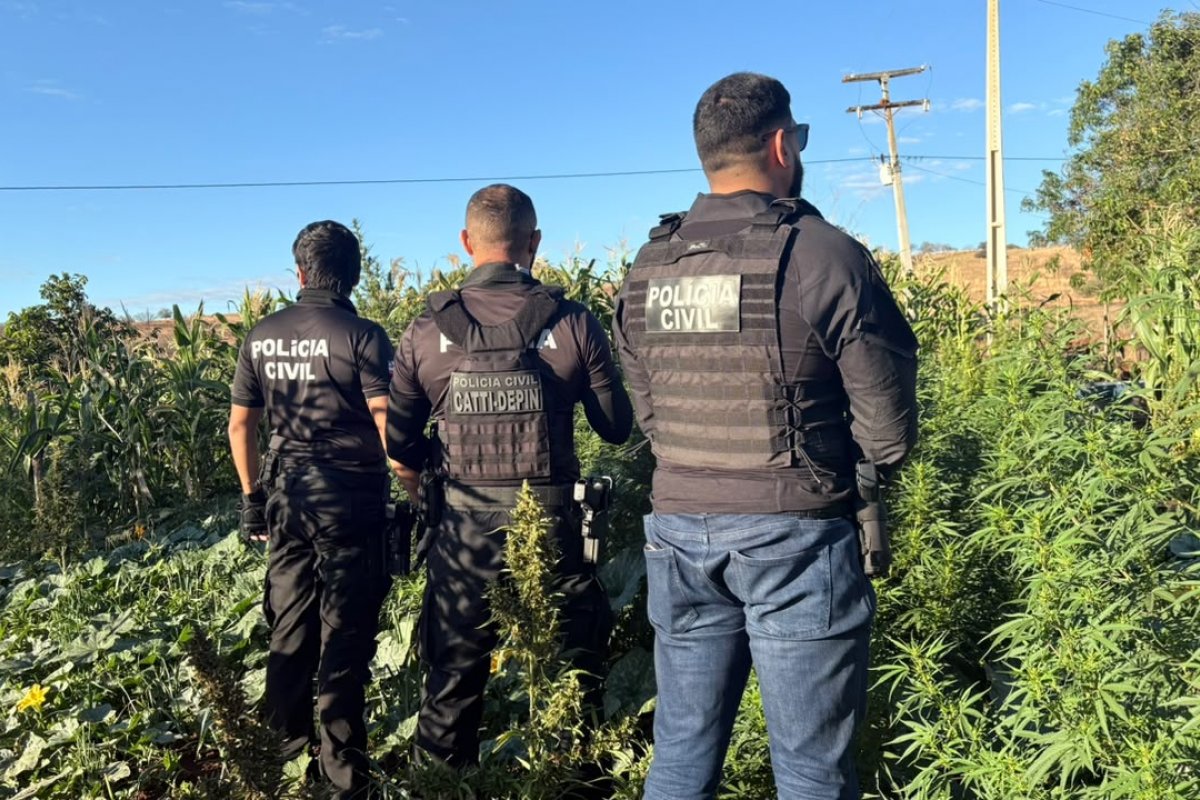 Homem é preso e cerca de 100 pés de maconha são erradicados no interior