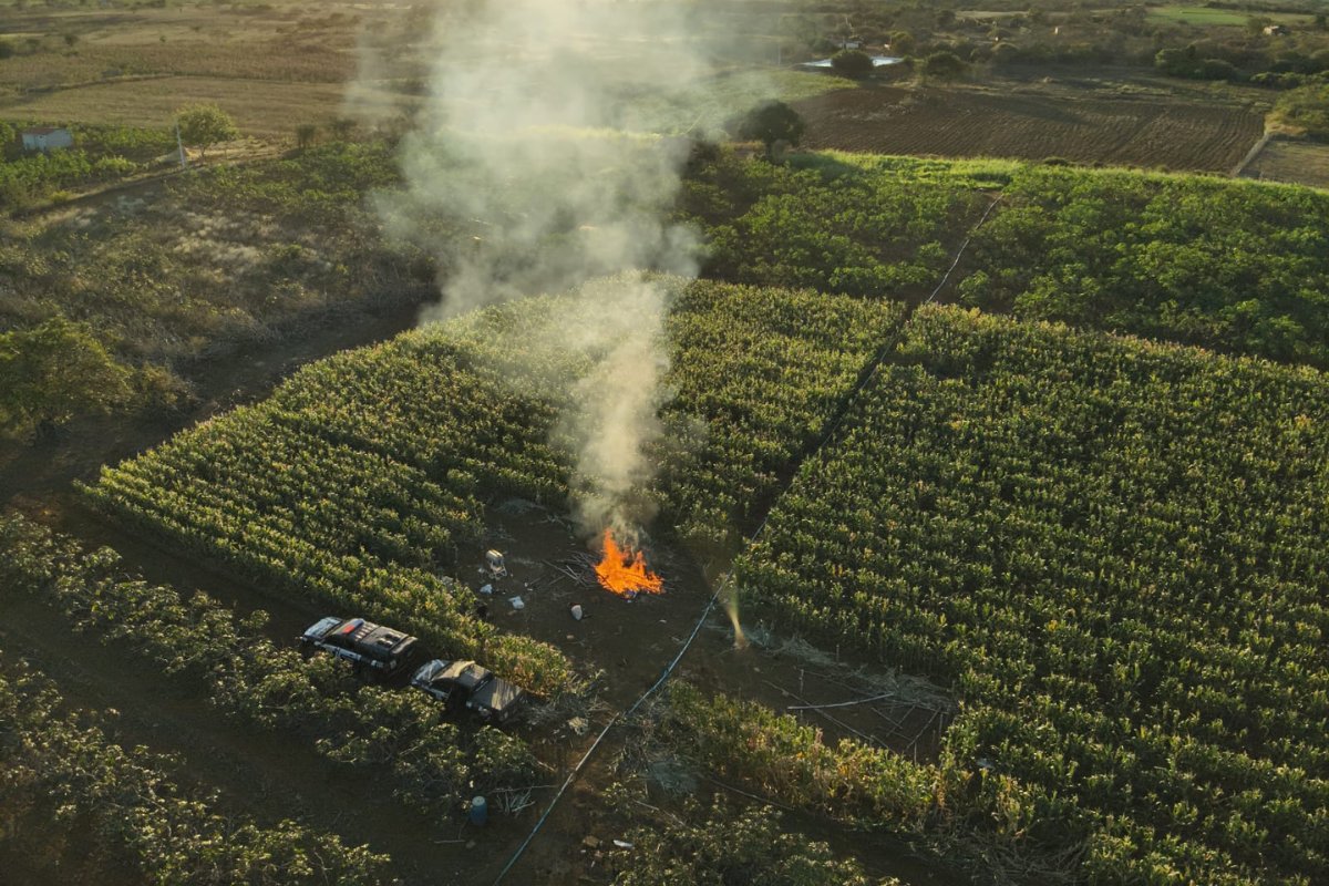 Plantação com cerca de 20 mil pés de maconha é destruída durante operação na Bahia