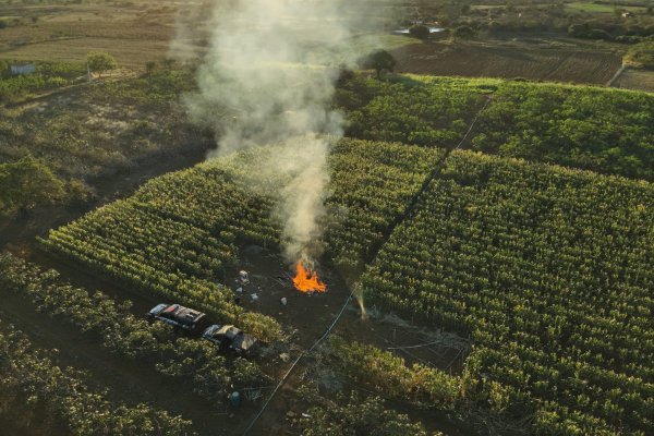 [Plantação com cerca de 20 mil pés de maconha é destruída durante operação na Bahia]