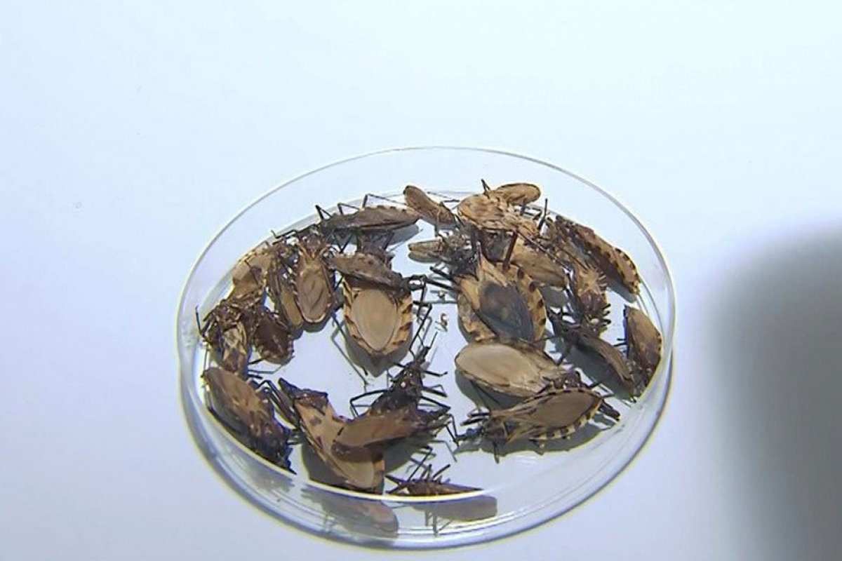 Infestação de mosquito barbeiro preocupa moradores de condomínio em Salvador