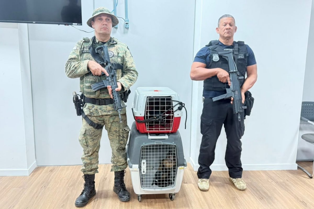 Homem que contrabandeava macacos-prego é preso em flagrante em Salvador