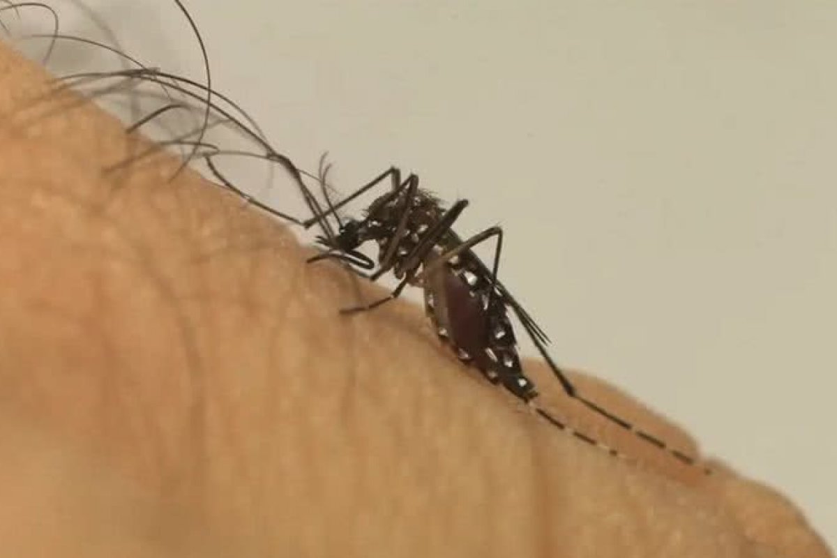 Casos de chikungunya registram aumento de 287% na Bahia neste ano