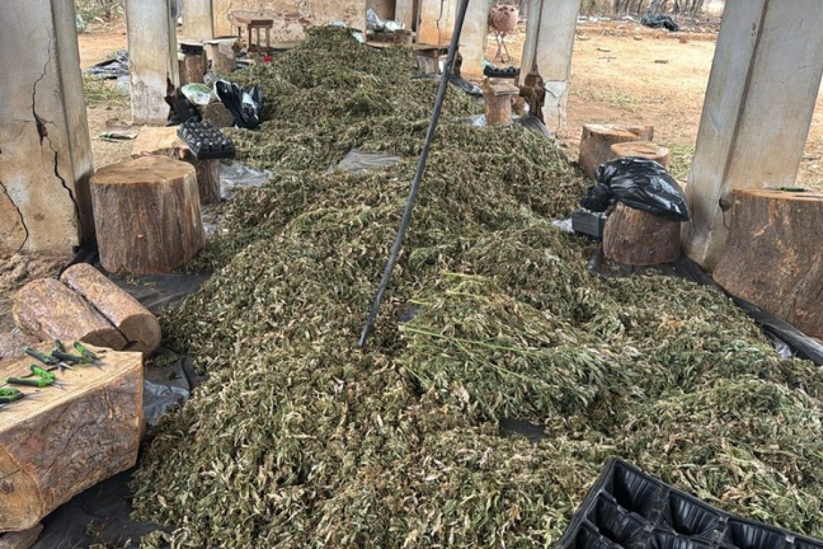PF realiza operação contra cultivo ilícito de maconha na Bahia, Pernambuco e Alagoas 