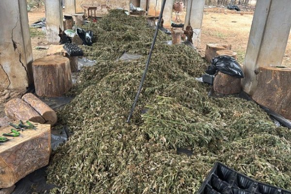 [PF realiza operação contra cultivo ilícito de maconha na Bahia, Pernambuco e Alagoas ]