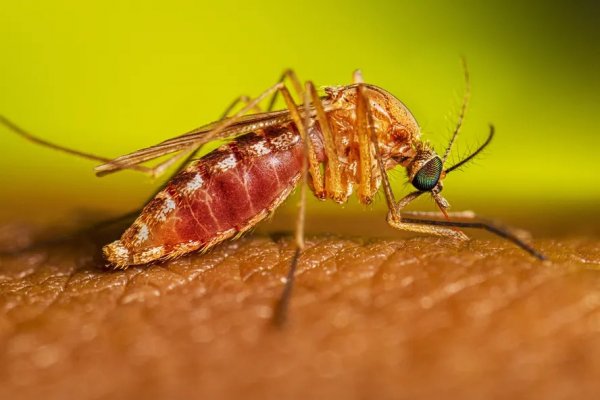 [Santa Catarina confirma morte por Febre do Nilo Ocidental, e SP registra dois casos]