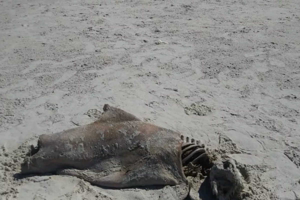 Dois botos foram encontrados mortos em Ilhéus